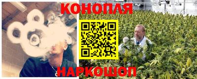сатива Кингисепп